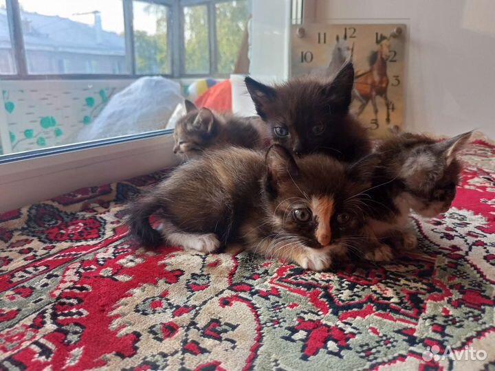 Котята в добрые руки