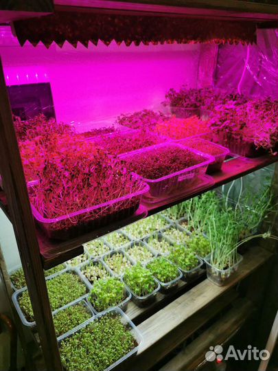 Стартовый набор ферма микрозелени