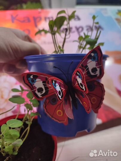 Мята в горшке