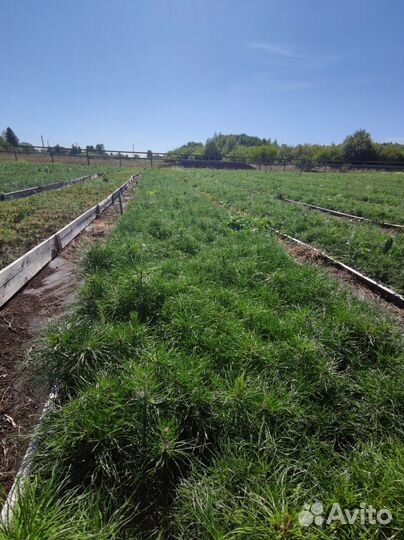 Саженцы сосны и ели окс от производителя