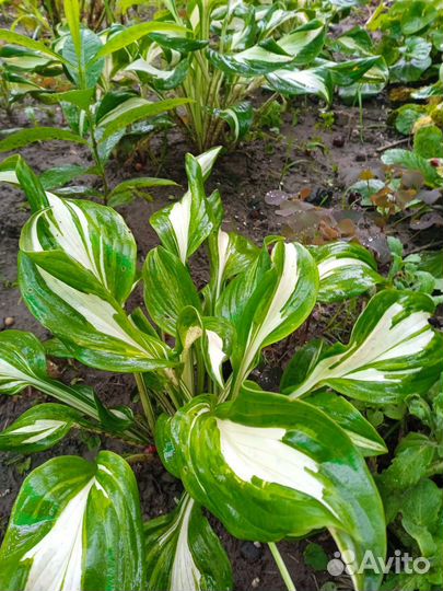 Хоста растение