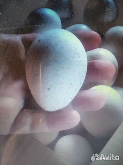 Инкубационное яйцо индоутки