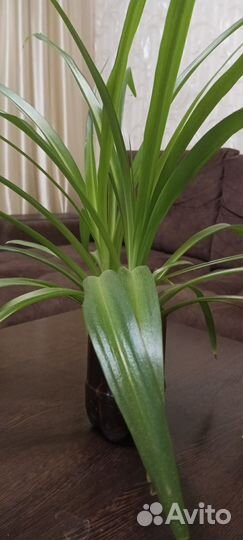 Хлорофитум