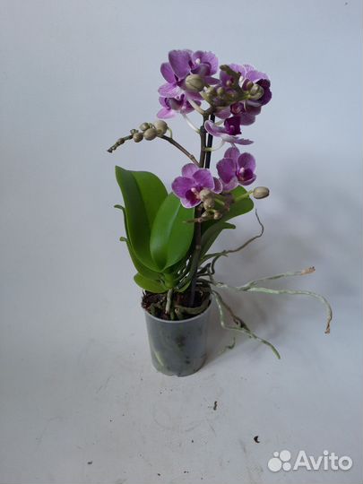 Орхидея Виолет квин