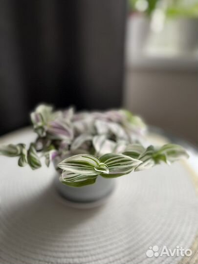 Традесканция пестролистная