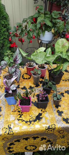 Комнатные растения