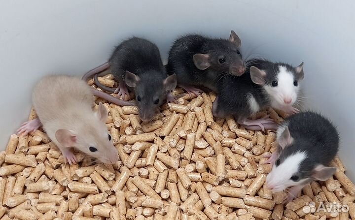 Крысята дамбо, девочки,разные окрасы