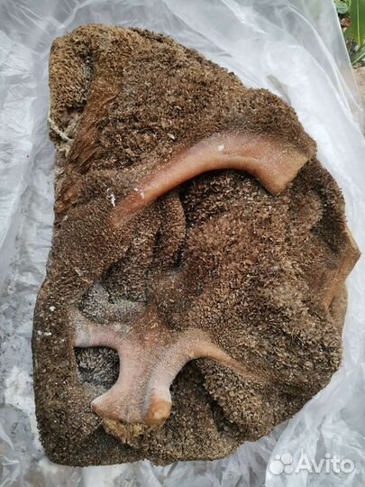 Рубец говяжий