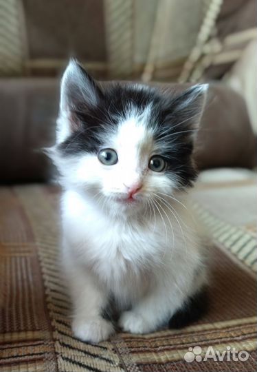 Девочка, 1,5 мес