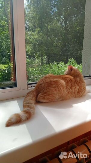 Кошки в добрые руки бесплатно