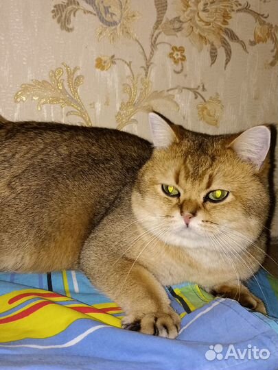 Британская золотая шиншилла