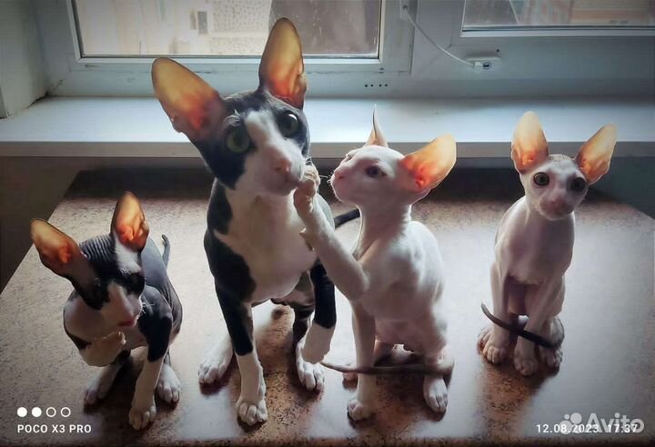 Котята корниш рекс