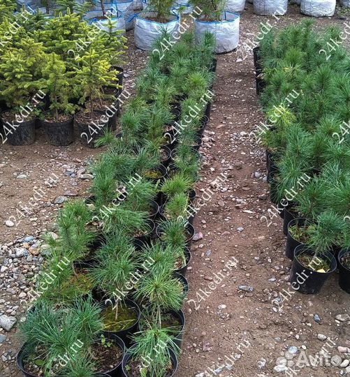 Сибирский кедр. Саженцы