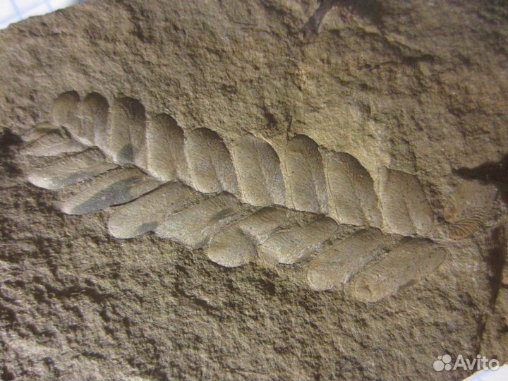 Окаменелая флора Палеозоя, около 320 млн. лет