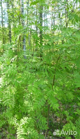 Рябина обыкновенная