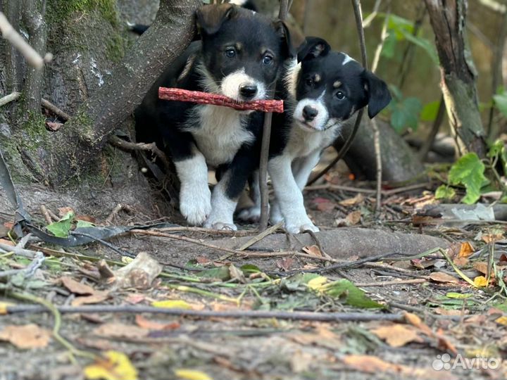 Щенки в дар