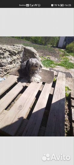 В добрые руки