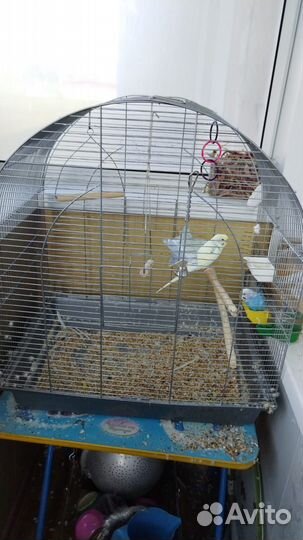 Попугаи с клеткой