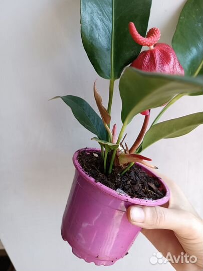 Антуриум Шерцера Красный, цветет