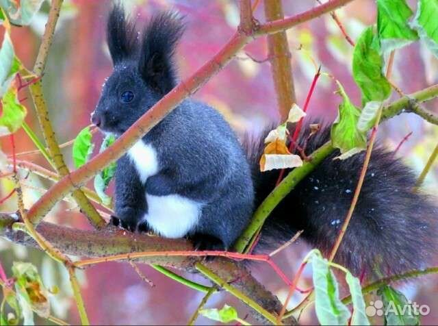 Черные бельчата