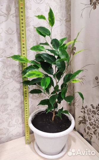 Фикус бенджамина