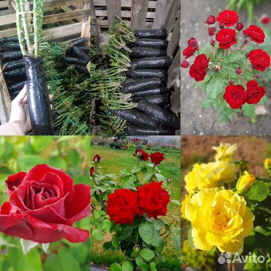 Гортензия метельчатая