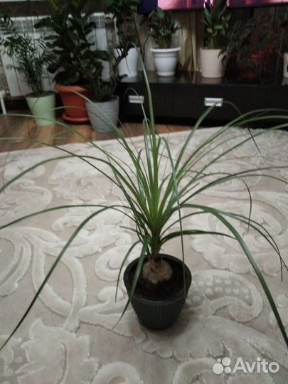 Продам комнатные растения Бокарнея