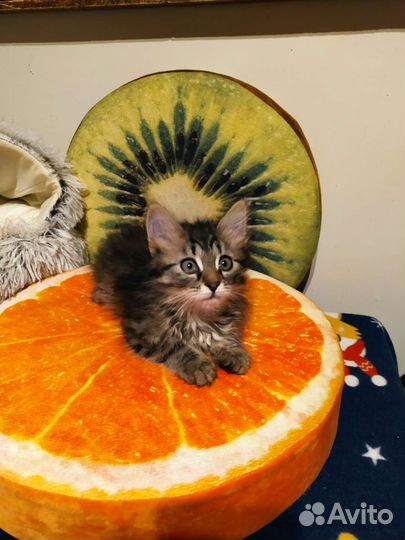 Малышка ищет дом