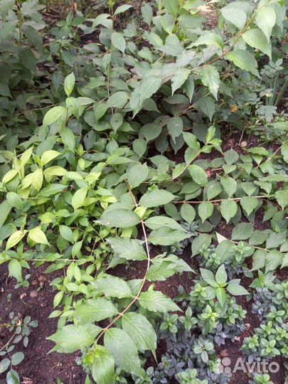 Вейгела розовая