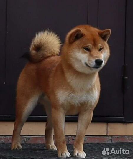 Сиба ину кобель вязка