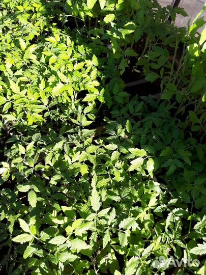 Рассада помидор