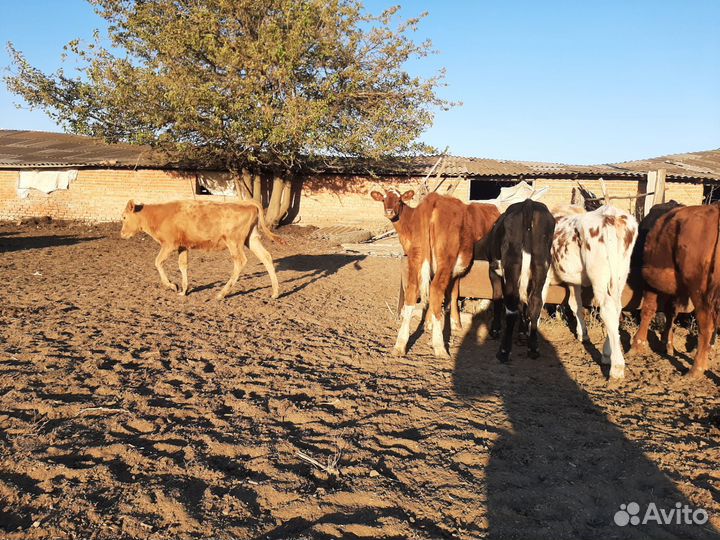 Телята(тёлки)