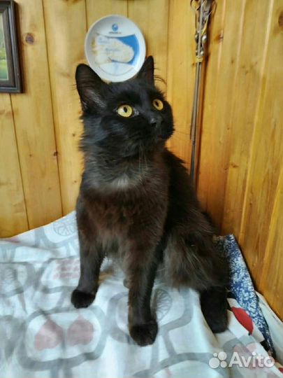 Кот в дар