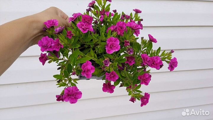 Вегетативные вербены и калибрахоа