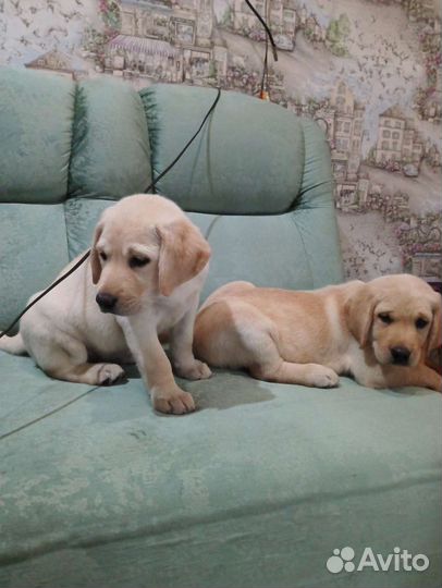 Щенки лабрадора в добрые руки
