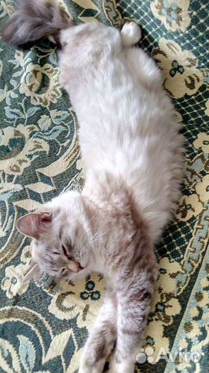 Передержка животных(кошек и котиков)