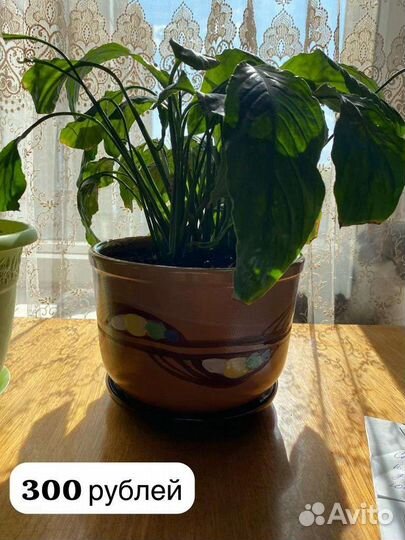 Комнатные цветы