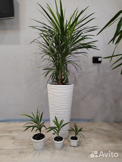 Кордилина Южная