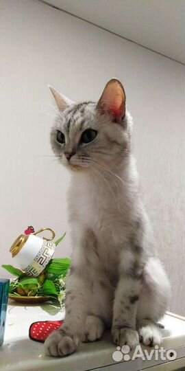 Кошки