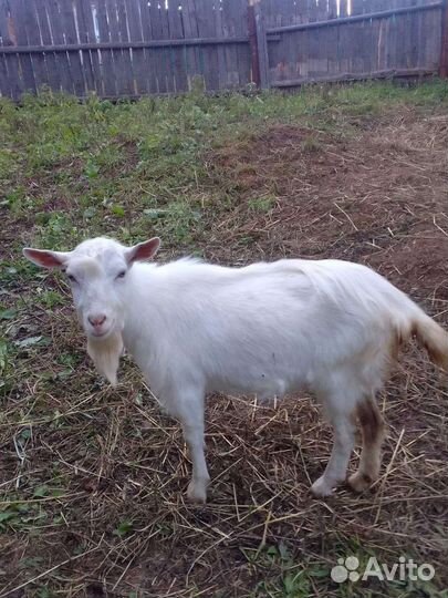 Козы, козел