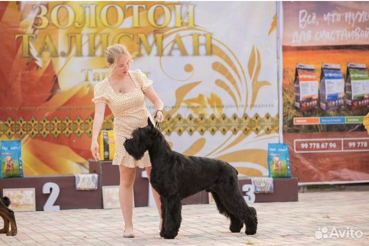 Кобель Ризеншнауцер чемпион на вязку