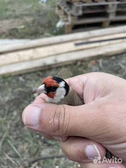 Птица щегол