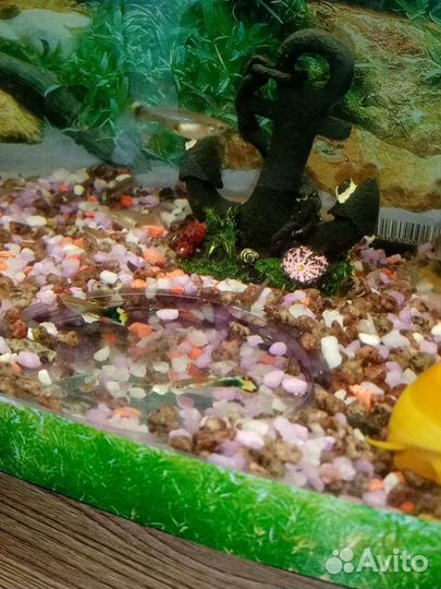 Рыба гуппи (мальки)