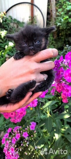 Котята в добрые руки бесплатно