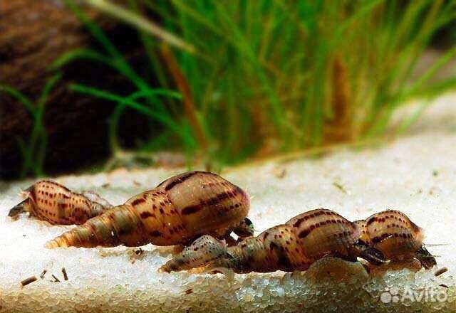 Улитки Мелании