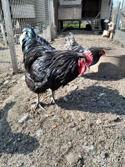 Инкубационное яйцо