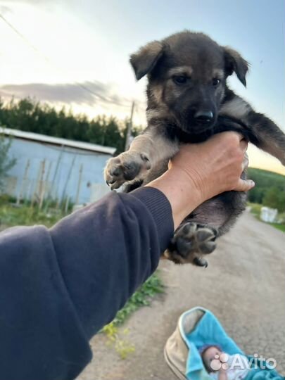 Отдам в добрые руки