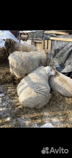 Катумские овцы бараны, ягнята Дорпер из Канады