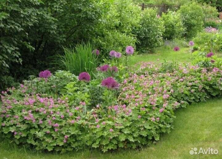 Герань садовая и лобелия многолетняя