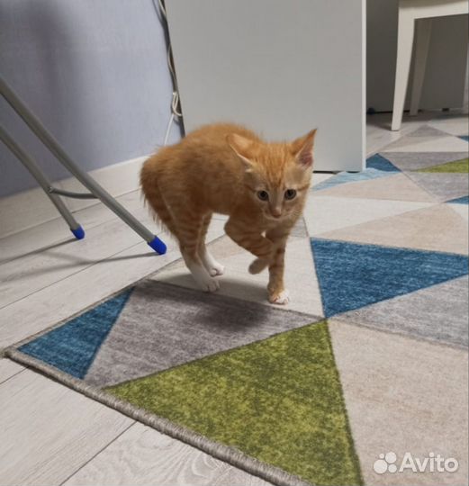 Котенок бесплатно